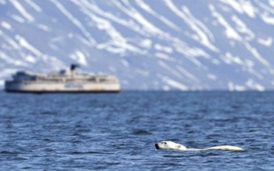 New aquatic bear crossing to result in 90% reduction in summer ferry schedule